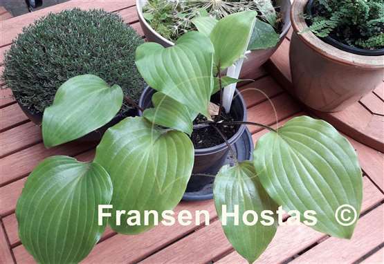 Hosta Cherry Flip